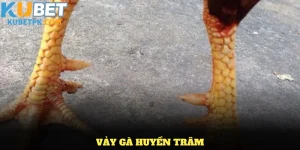 Tìm Hiểu Về Vảy Gà Huyền Trâm Và Những Đặc Điểm Thú Vị