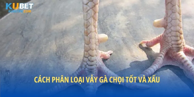 Cách phân loại vảy gà chọi tốt và xấu theo cập nhật mới nhất