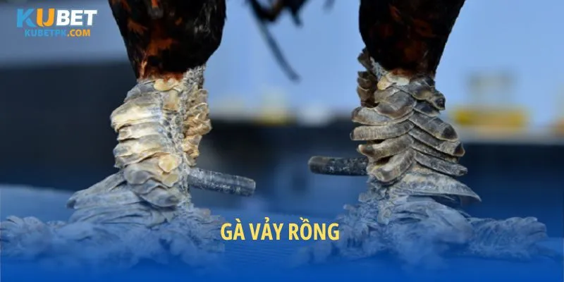 Gà vảy rồng: Huyền thoại chiến kê và bí kíp chinh phục đấu trường