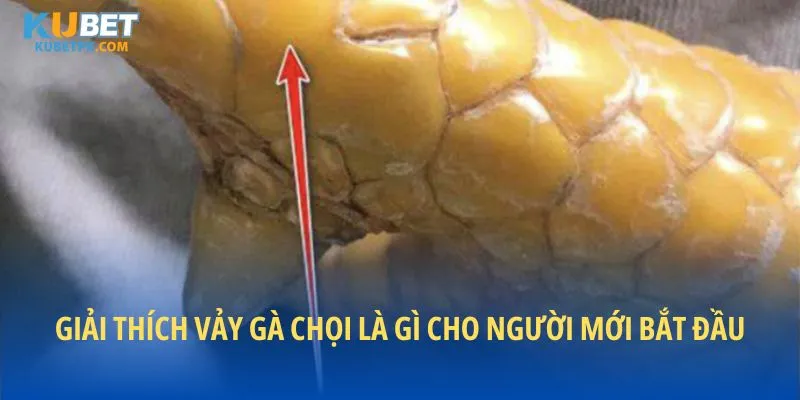 Giải thích vảy gà chọi là gì cho người mới bắt đầu
