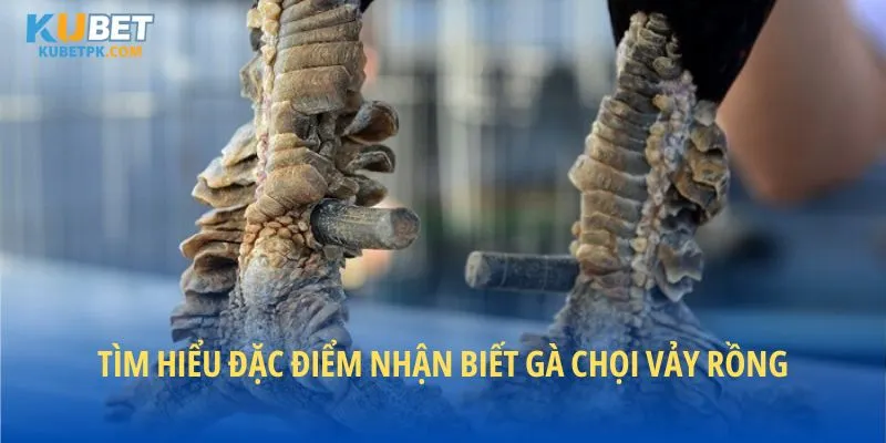 Tìm hiểu đặc điểm nhận biết gà chọi vảy rồng
