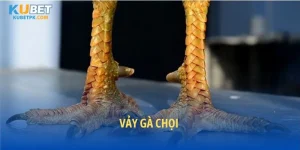Vảy gà chọi: Bí mật đằng sau chiến kê bất bại năm 2025