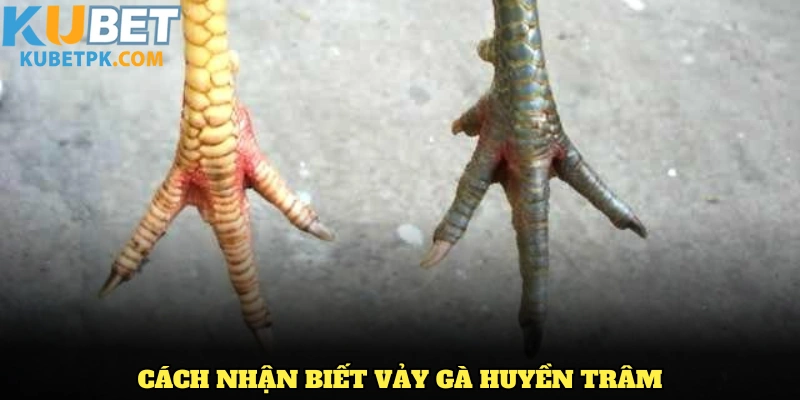 Tìm hiểu về một số vảy gà quý hiện nay
