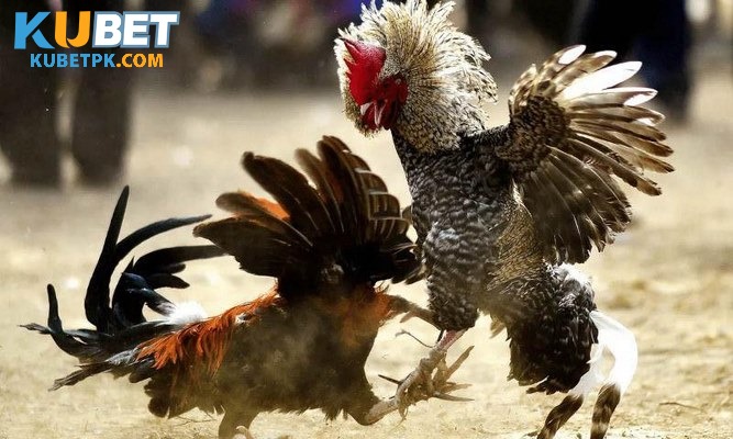 Hãy đánh giá năng lực của gà chiến để dự đoán kết quả