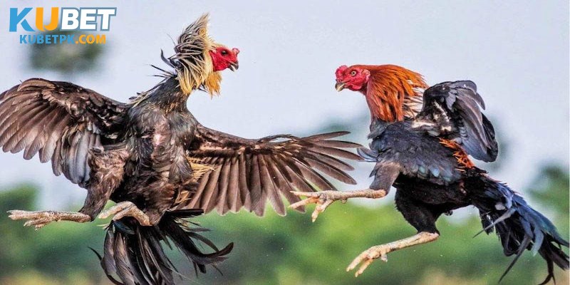 Đá gà cựa sắt cung cấp nhiều loại hình kèo cược khác nhau