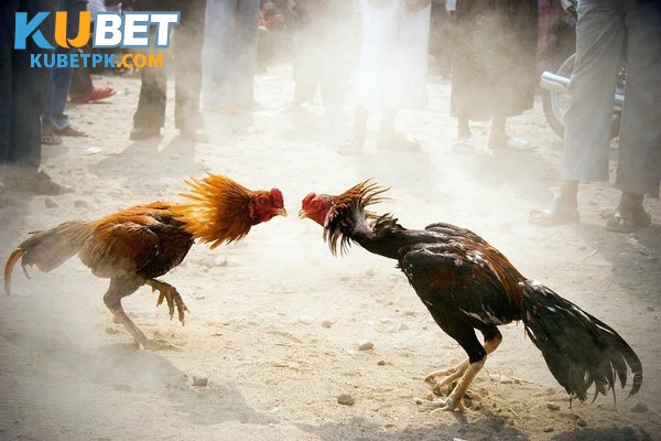 Đá gà cựa sắt là một hình thức giải trí kịch tính, hấp dẫn