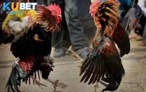 Đá Gà Cựa Sắt - Loại Hình Hấp Dẫn Với Cơ Hội Săn Thưởng Lớn
