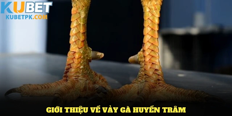 Giới thiệu về vảy gà Huyền Trâm cùng các điểm khác biệt