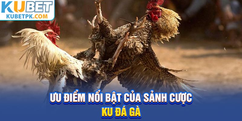 Ưu điểm nổi bật của sảnh cược KU đá gà